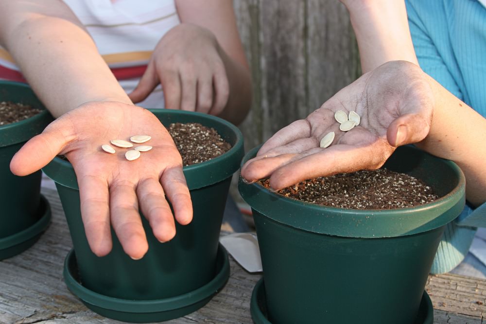 How To Start A School Garden