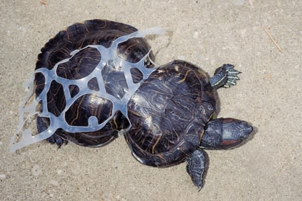 Turtle entangled in a plastic six pack ring
