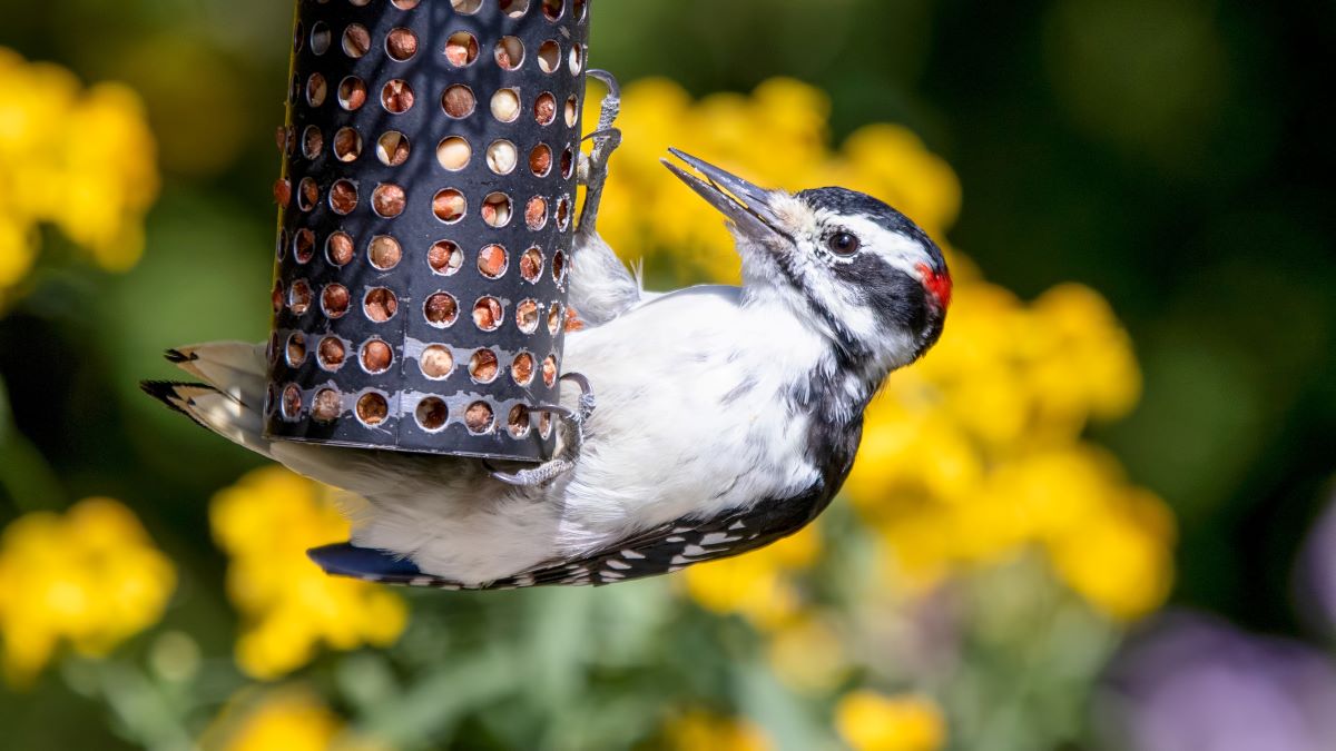 hairy woodpecker perched on bird feeder
