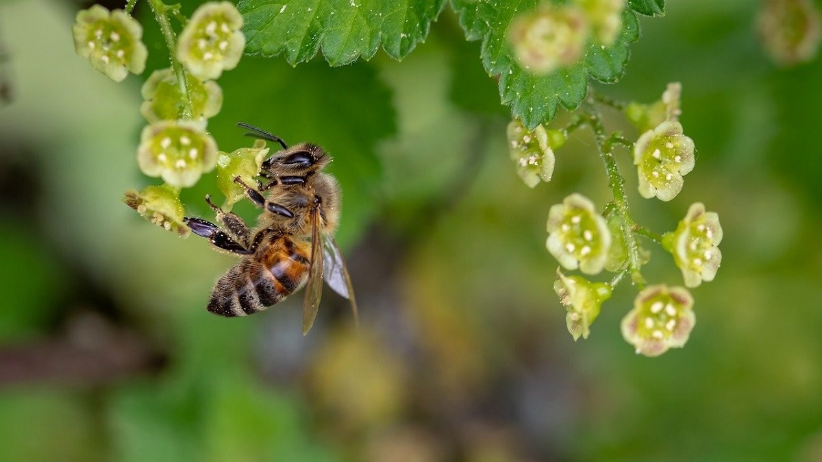 honey bee collecting pollen