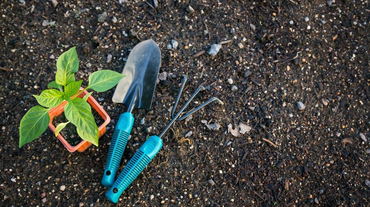 gardening tools and seedling