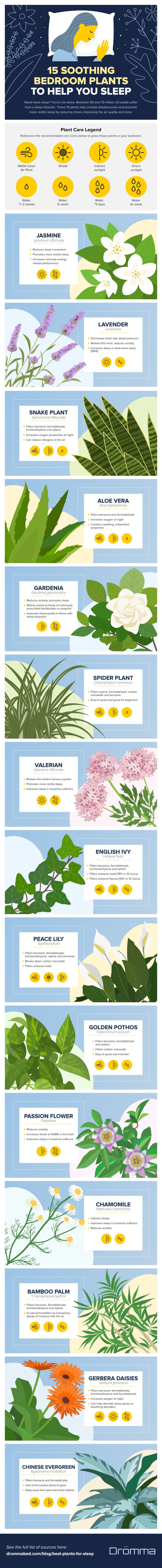 Infographic: 5 Soothing Bedroom Plants to Help You Sleep