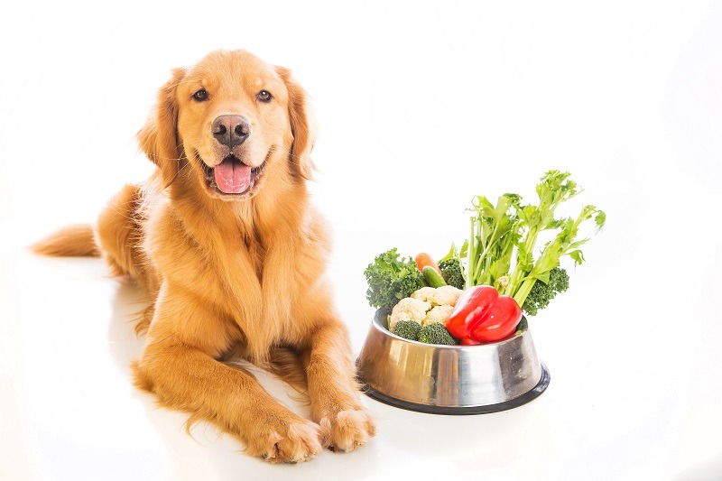 photo of Vegetarian Dogs: 5 Surprising Facts image