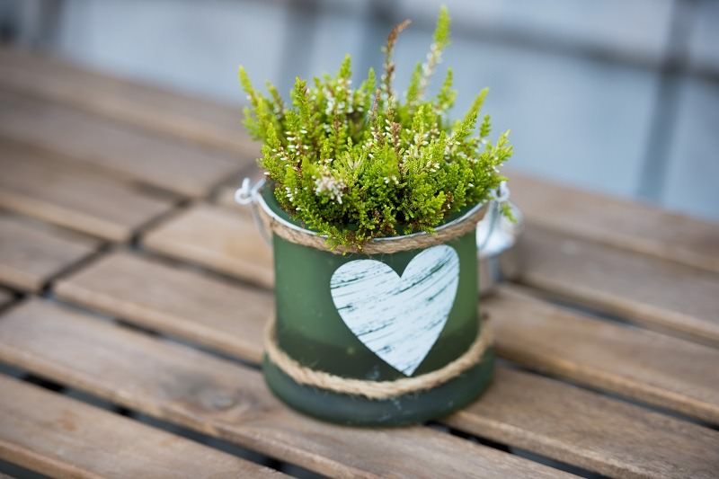 A potted plant is an eco-friendly Valentine's Day gift