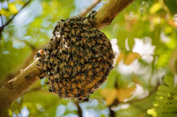 Honeybee hive on tree