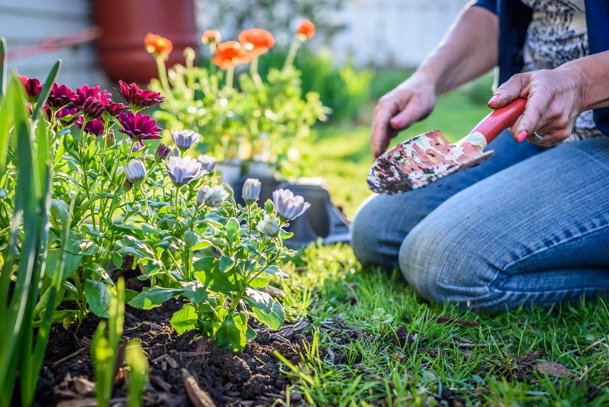 woman planting colorful flowers in yard