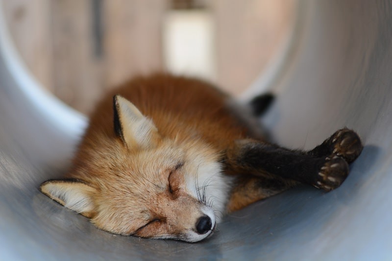 photo of Should You Visit Animal Sanctuaries When You Travel? image