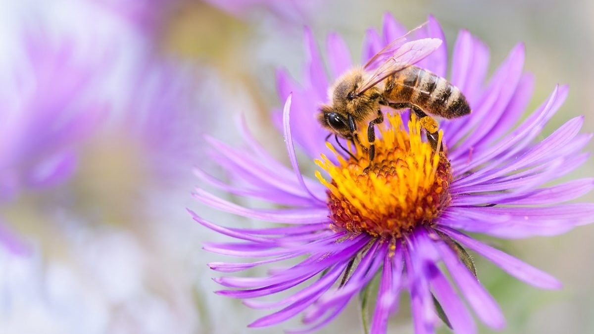Honeybee collecting pollen from an Aster flower.