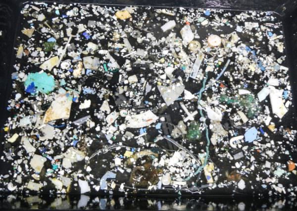 Plastic samples collected from the Garbage Patch by The Ocean Cleanup foundation. Photo: The Ocean Cleanup
