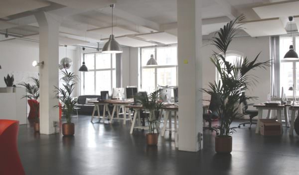 open office setting with indoor plants
