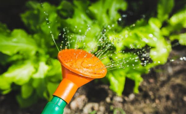 water spraying into vegetable garden