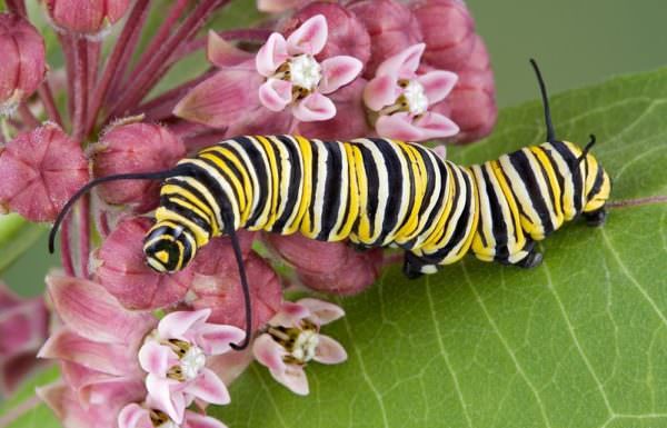 Monarch caterpillar crawling on flowering milkweed