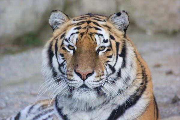 close-up of tiger