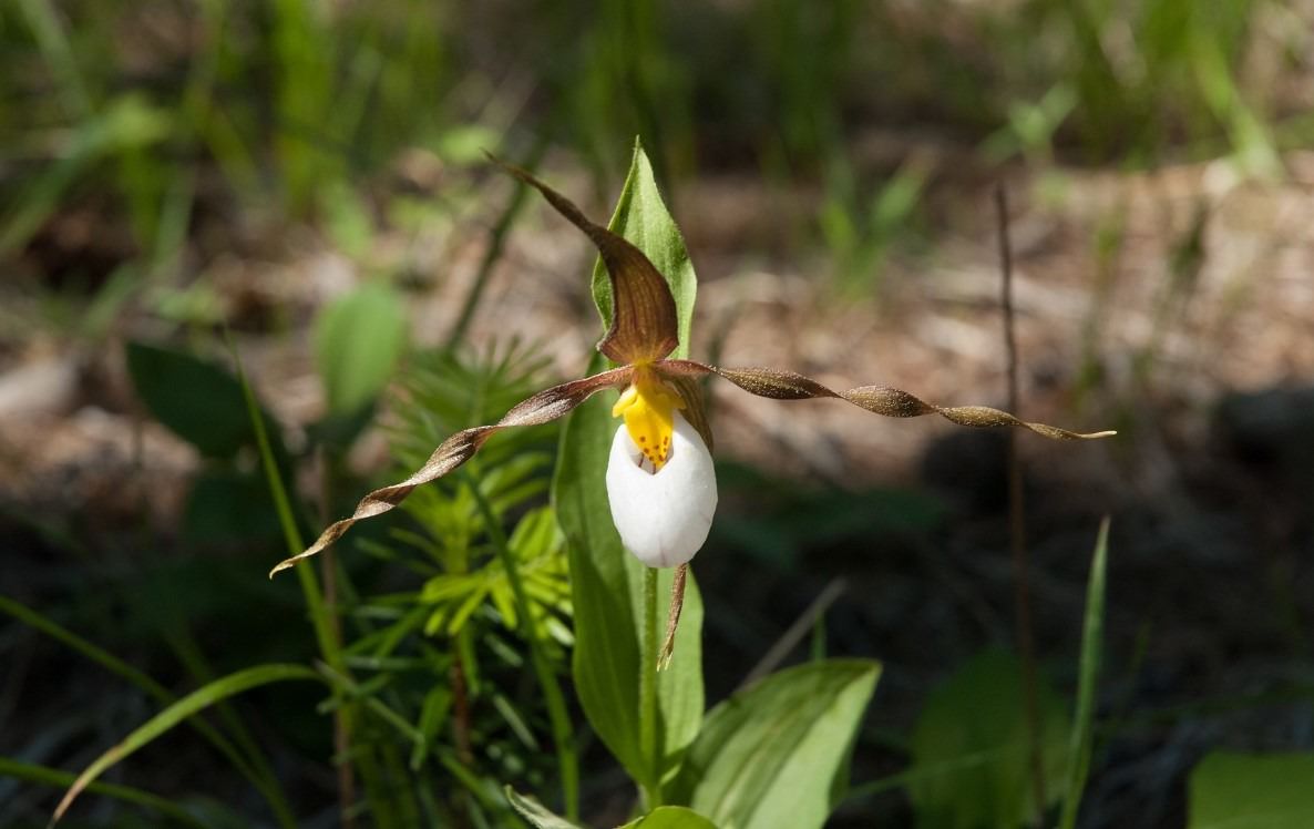 Wild Lady's Slipper Orchid