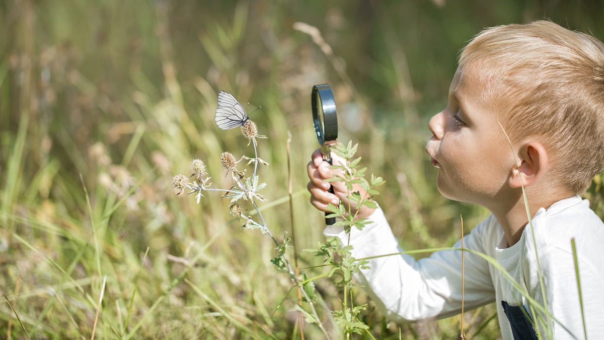 Little boy looks at butterfly in sunny field