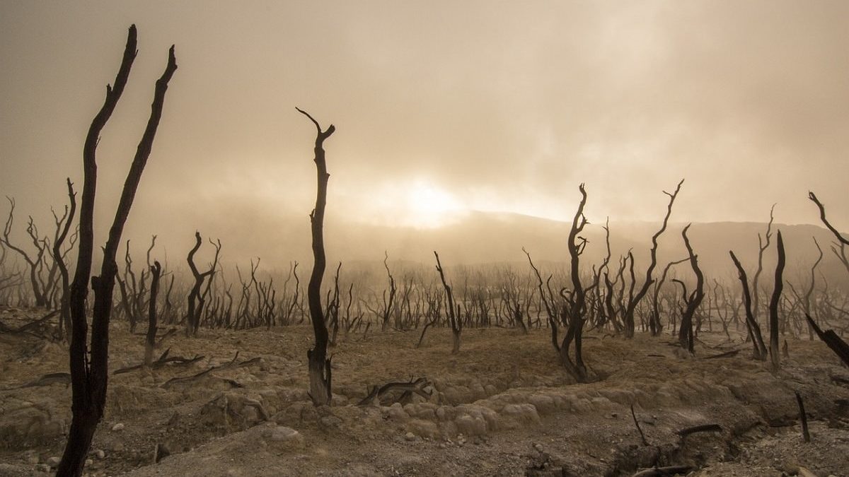 dead trees in dry, desert land