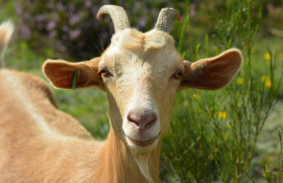 close-up of goat looking towards camera