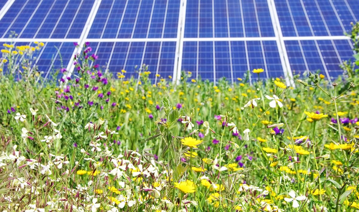 wildflowers in front of solar panels