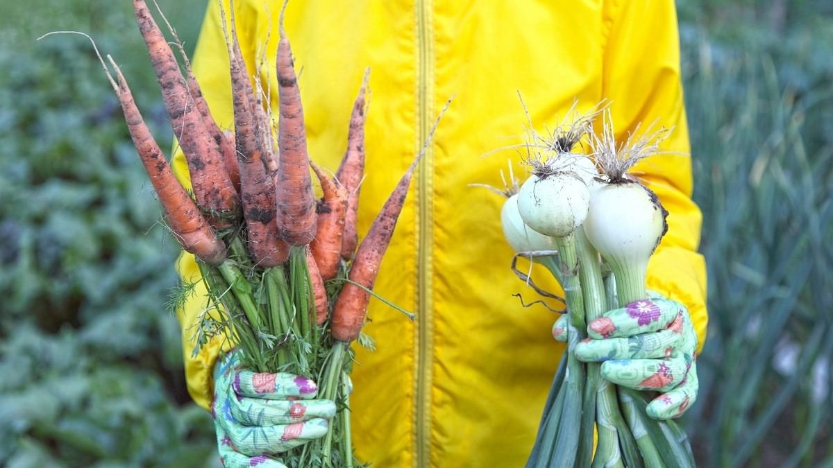 woman holds freshly harvested carrots and onions