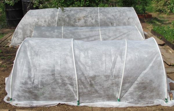 hoop houses to protect growing vegetables from cold weather