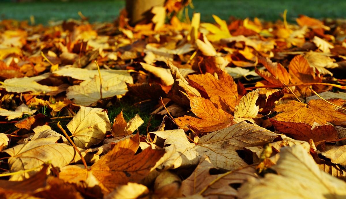 fallen golden autumn leaves