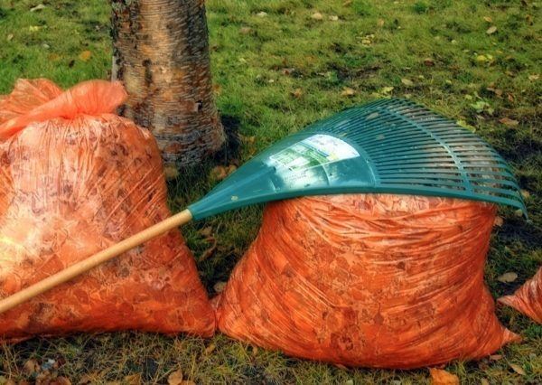 two orange bags of leaves with rake resting on top