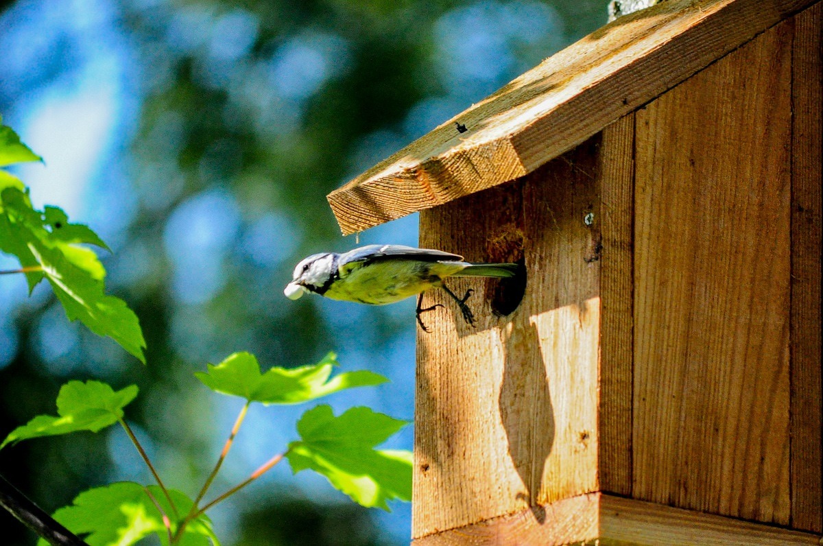 small bird flying out of wooden birdhouse