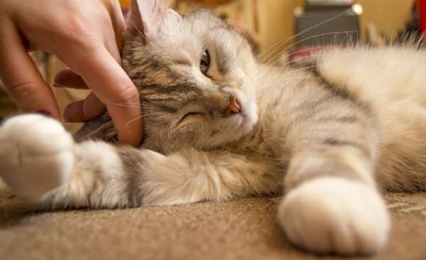 person's hand petting kitten