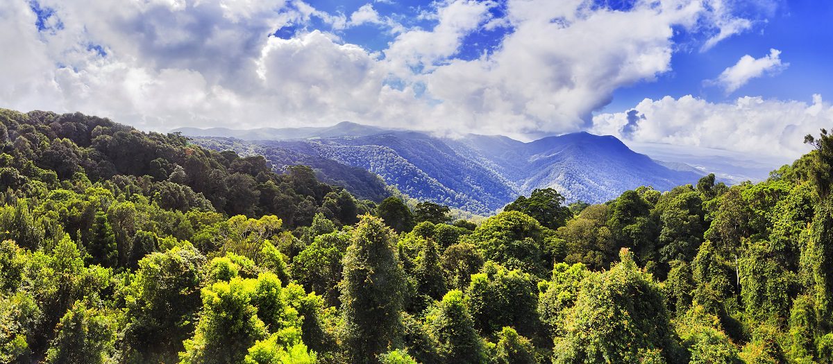Evergreen canopy of temperate rainforest in Dorrigo national park