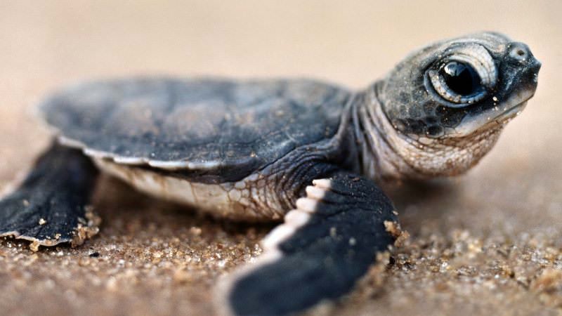 sea turtle hatchling. Photo: Sea Turtle Oversight Protection