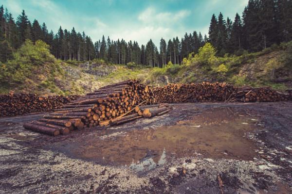 deforestation, clear-cutting