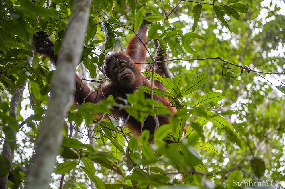 An orangutan in Tanjung Puting National Park, an orangutan preserve on the island of Borneo
