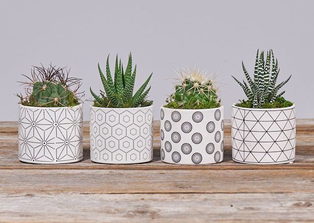 The Bouqs Co. mini succulent plants in ceramic planters