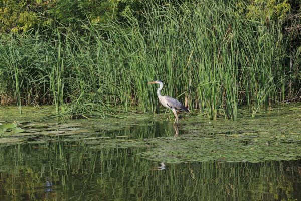 heron in wetlands