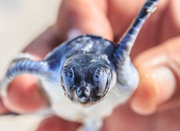 close up of hand holding tiny sea turtle hatchling