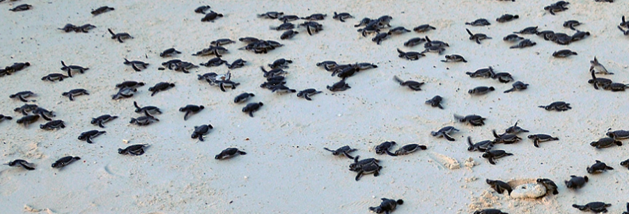 sea turtle hatchlings swarming towards ocean