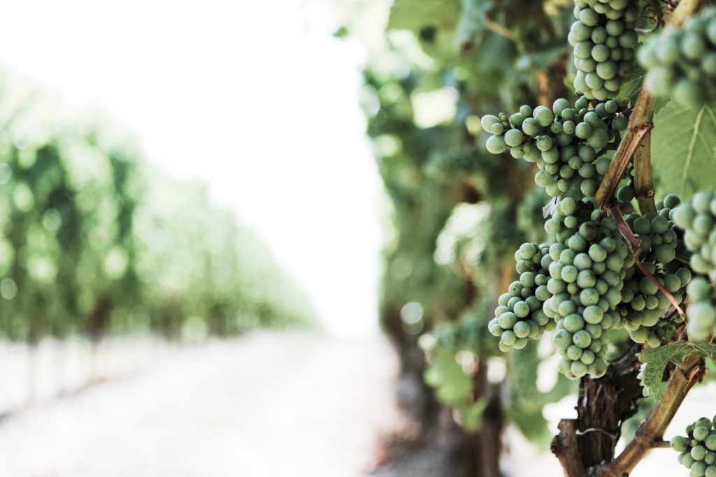 green wine grapes in vineyard