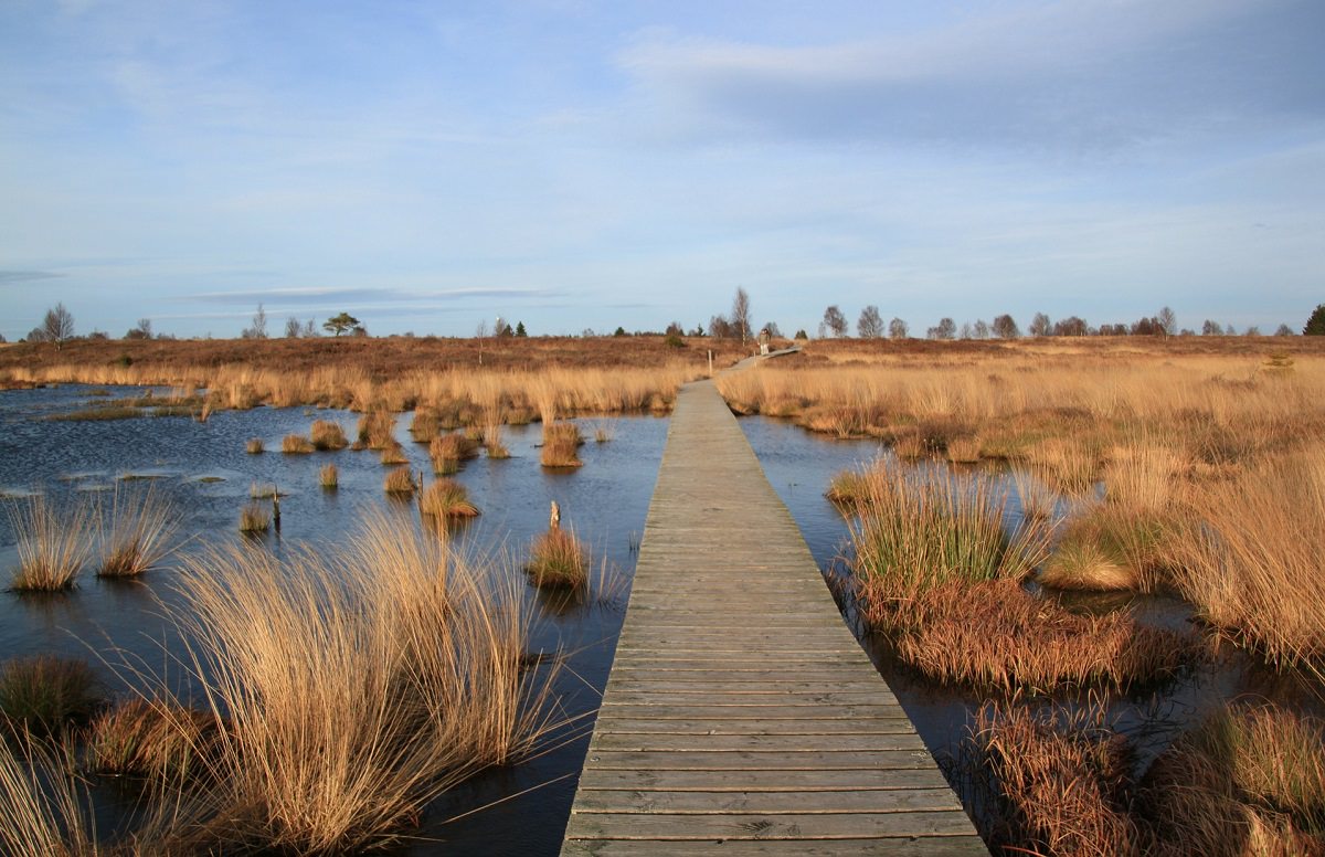 wetlands nature preserve with wooden path