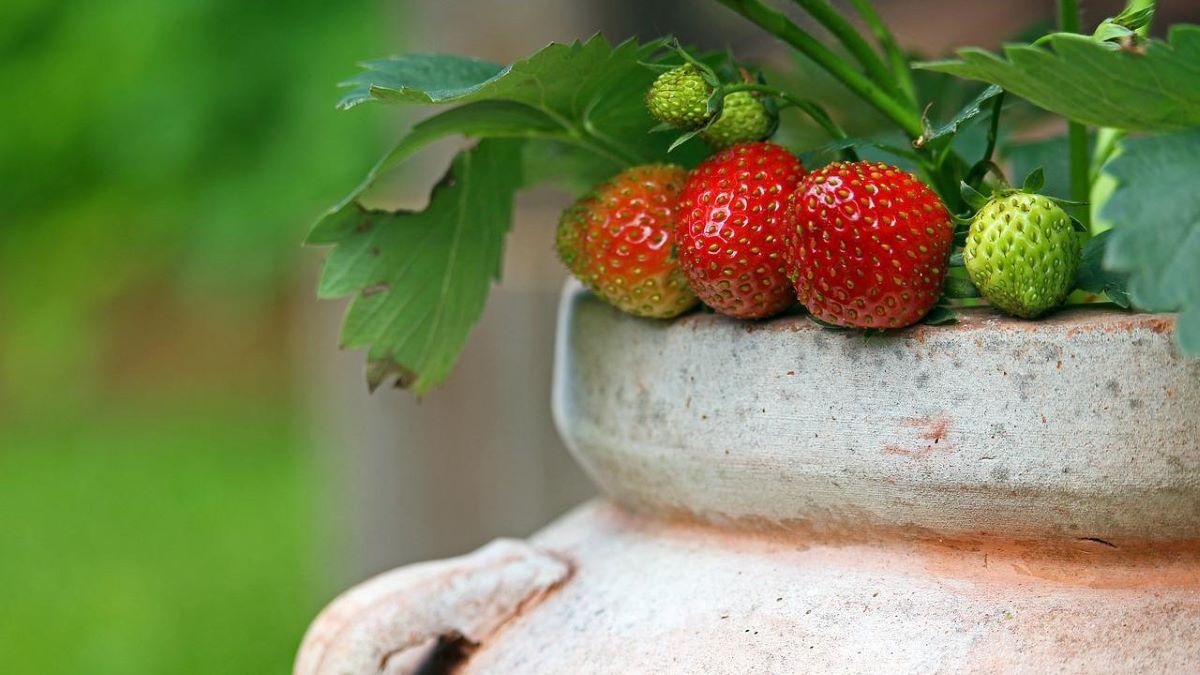 strawberries growing in container