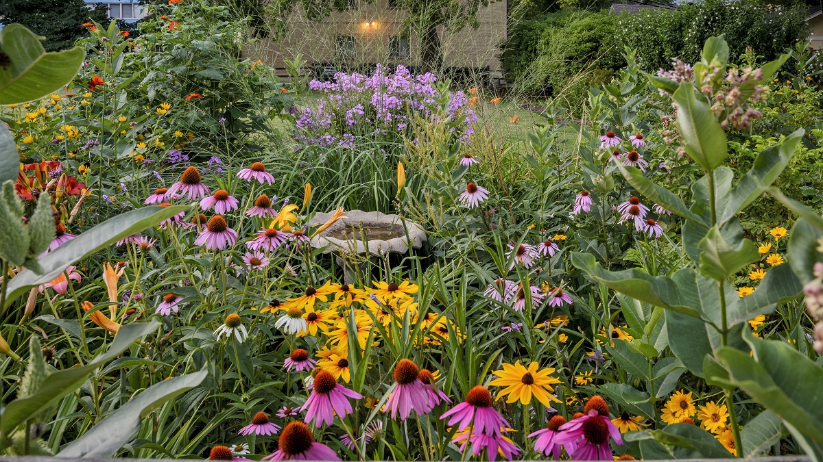 blooming perennial flowers in a garden