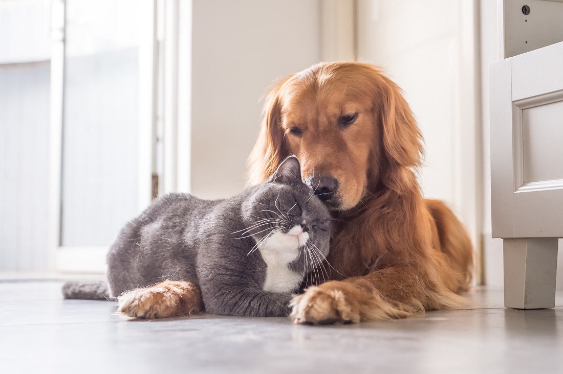 gray cat and golden retriever dog snuggling