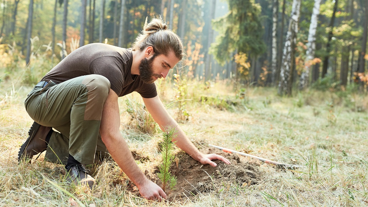 7 Easy Ways To Plant a Tree Where It&#39;s Needed Most - Earth911