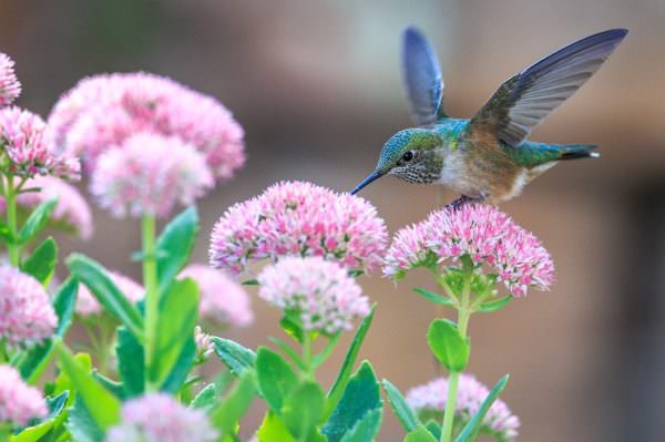 hummingbird feeding on pink blooms