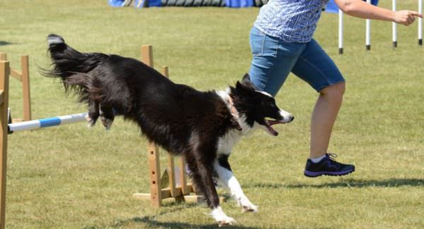 dog completing jump on agility course