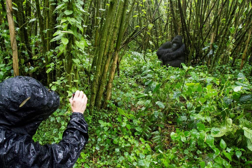 photographing gorilla in jungle