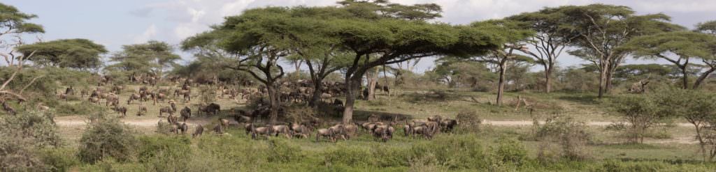 animals grazing in open savannah