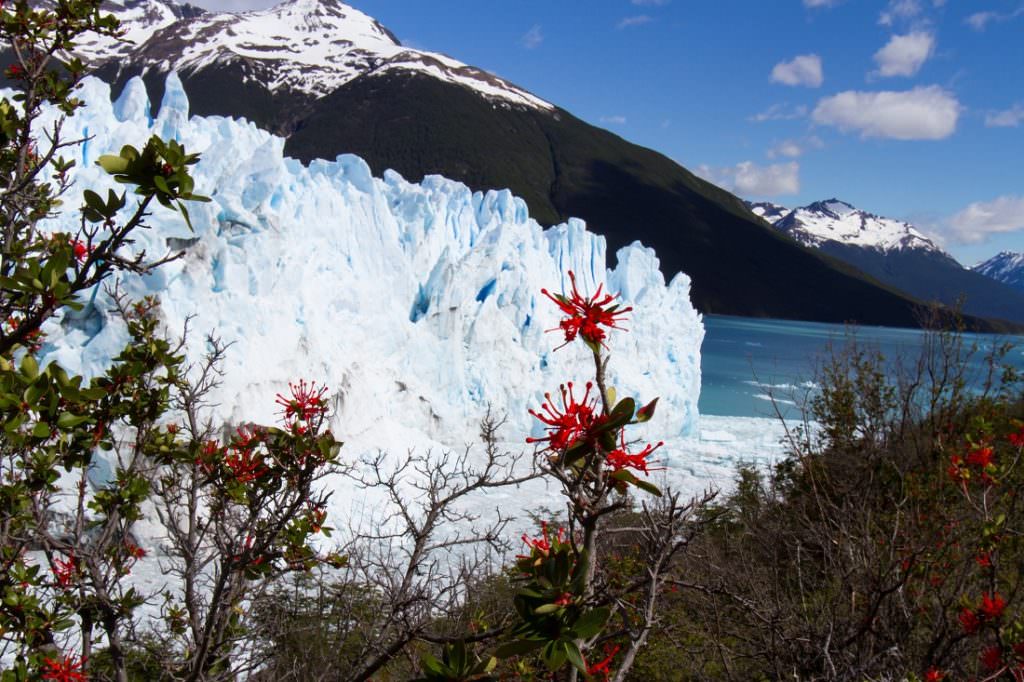 red flowers with glacier in background