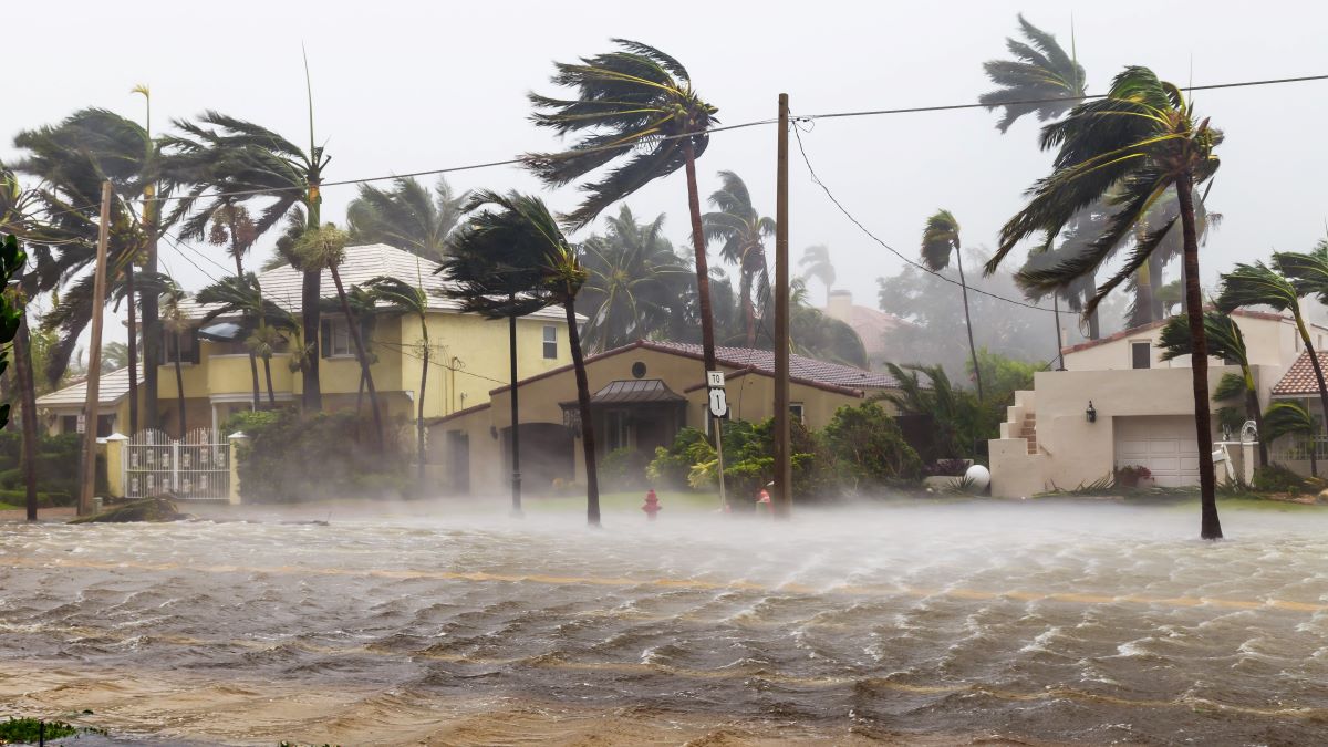houses on flooded street with palm trees bent from high wind