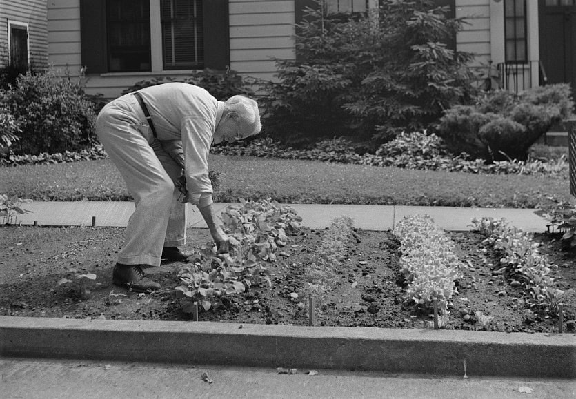 man working in his WWII victory garden