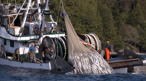 fishing boat hauls in seine full of sockeye salmon